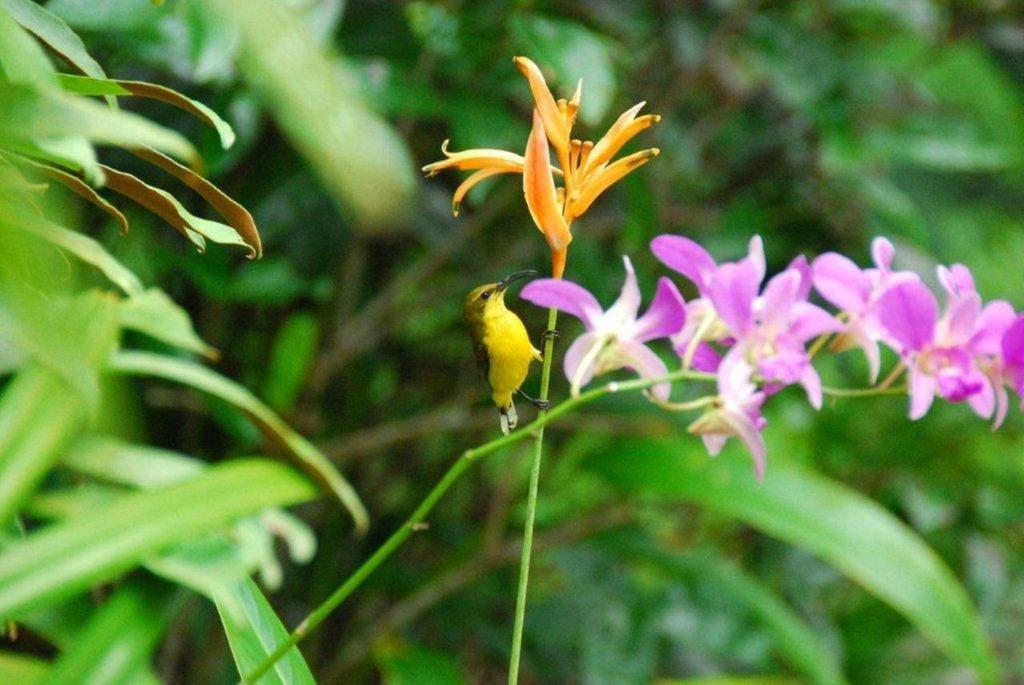 Pink Flamingo Resort Port Douglas Bilik gambar